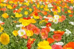 Jardiland Ecloz pavot d'islande ecloz offre