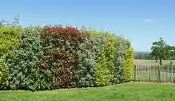 Jardiland Ecloz arbustes persistants ecloz offre