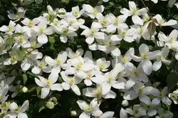 Jardiland Ecloz clématite montana ecloz offre