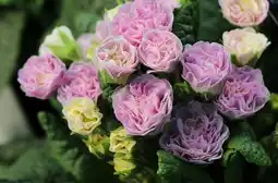 Jardiland Primevère rubens offre