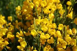 Jardiland Genêt porlock offre