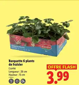 Lidl Grandiol barquette 6 plants de fraisier offre