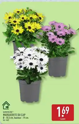 ALDI GARDENLINE Marguerite du cap offre