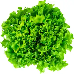 Auchan Auchan cultivons le bon batavia ou feuille de chêne filière auchan cultivons le bon offre