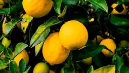 Auchan Sansmarque agrumes offre