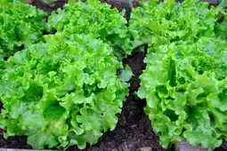 Auchan Plants de salade offre