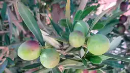 Auchan Sansmarque olivier offre