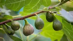 Auchan Sans marque ficus carica (figuier) offre