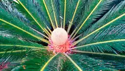 Auchan Sansmarque cycas revoluta offre