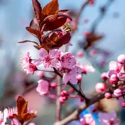 Auchan Sansmarque cerisier du japon offre