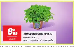 Netto Hortensia plantation pot offre