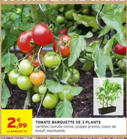 Intermarché Hyper Tomate barquette de 3 plants offre