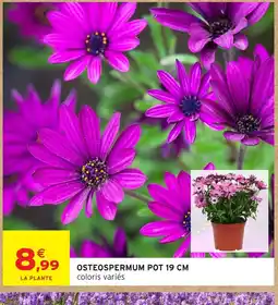 Intermarché Hyper Osteospermum pot offre