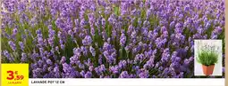 Intermarché Hyper Lavande pot offre