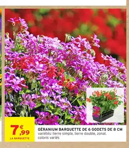 Intermarché Hyper Géranium barquette de 6 godets offre