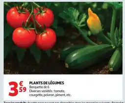 Auchan Plants De Legumes offre