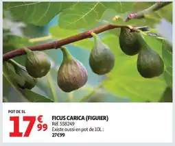 Auchan FICUS CARICA (FIGUIER) offre