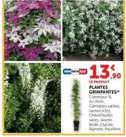 Hyper U Plantes grimpantes offre
