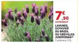 Hyper U Lavande, Goyavier du Brésil ou Grevillea Juniperina offre