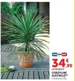 Hyper U CORDYLINE AUSTRALIS offre