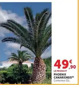 Hyper U Phoenix Canariensis offre