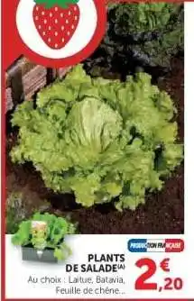 Hyper U Plants de salade offre