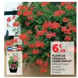 Super U PLANTS DE GÉRANIUM LIERRE SIMPLE offre