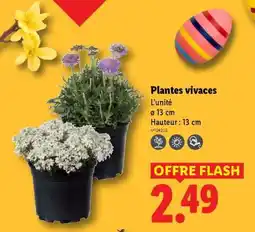 Lidl Plantes Vivaces offre
