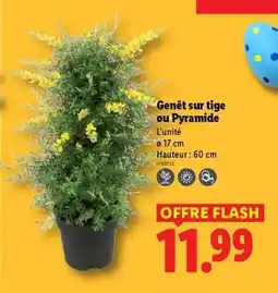 Lidl Genêt sur tige ou Pyramide offre