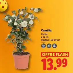 Lidl Camélia offre