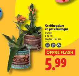 Lidl Ornithogalum en pot céramique offre