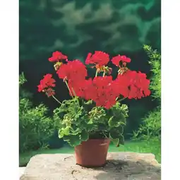 Carrefour Market Géranium zonal offre