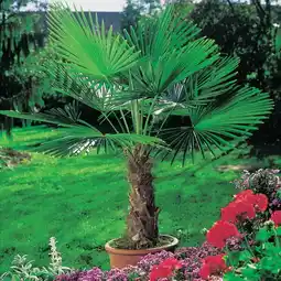 Carrefour Palmier de chine offre