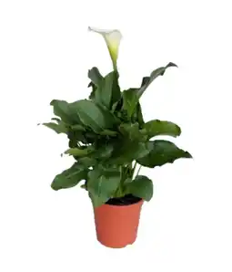 Carrefour Arum d'ethiopie offre