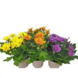 Carrefour Chrysanthème multifleurs 3 boutures offre