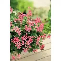 Carrefour Géranium offre