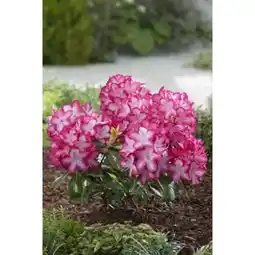 Carrefour Rhododendron xxl offre