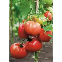 Carrefour Plants de tomate offre