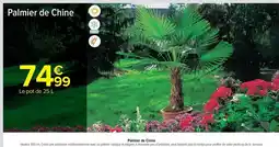 Carrefour Market Palmiere de chine offre