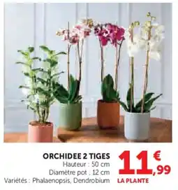 Super U Orchidee 2 tiges offre