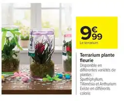 Carrefour Terrarium plante fleurie offre