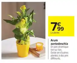 Carrefour Arum zantedeschia offre