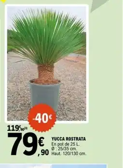 E.Leclerc Yucca rostrata offre