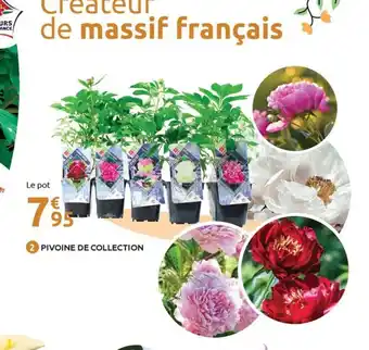Mr Bricolage Pivoine de collection offre