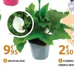 Mr Bricolage Arum blanc offre