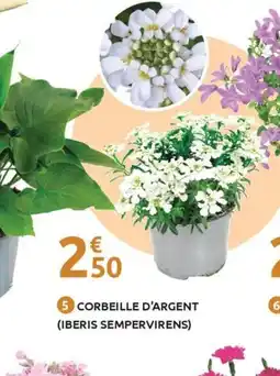 Mr Bricolage Corbeille d'argent (iberis sempervirens) offre