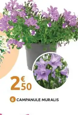 Mr Bricolage Campanule muralis offre