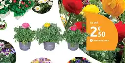 Mr Bricolage Renoncule mix offre