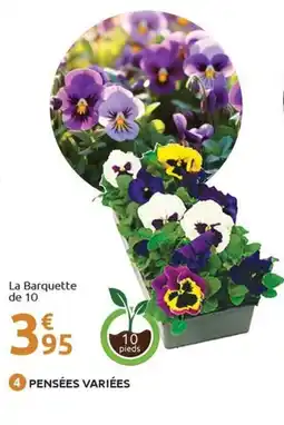 Mr Bricolage Pensées variées offre