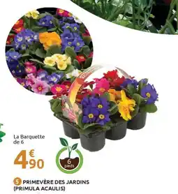 Mr Bricolage Primevère des jardins (primula acaulis) offre